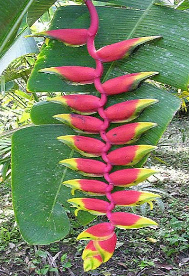 (image for) Heliconia \' Rostrata\' x 5 Seeds
